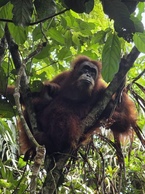 Adult orangutan portrait in the Sumatran jungle